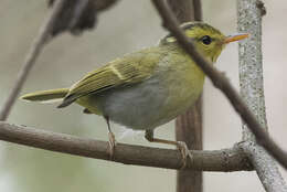 Image of Yellow-vented Warbler