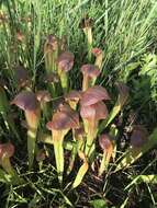 Image of pitcherplant