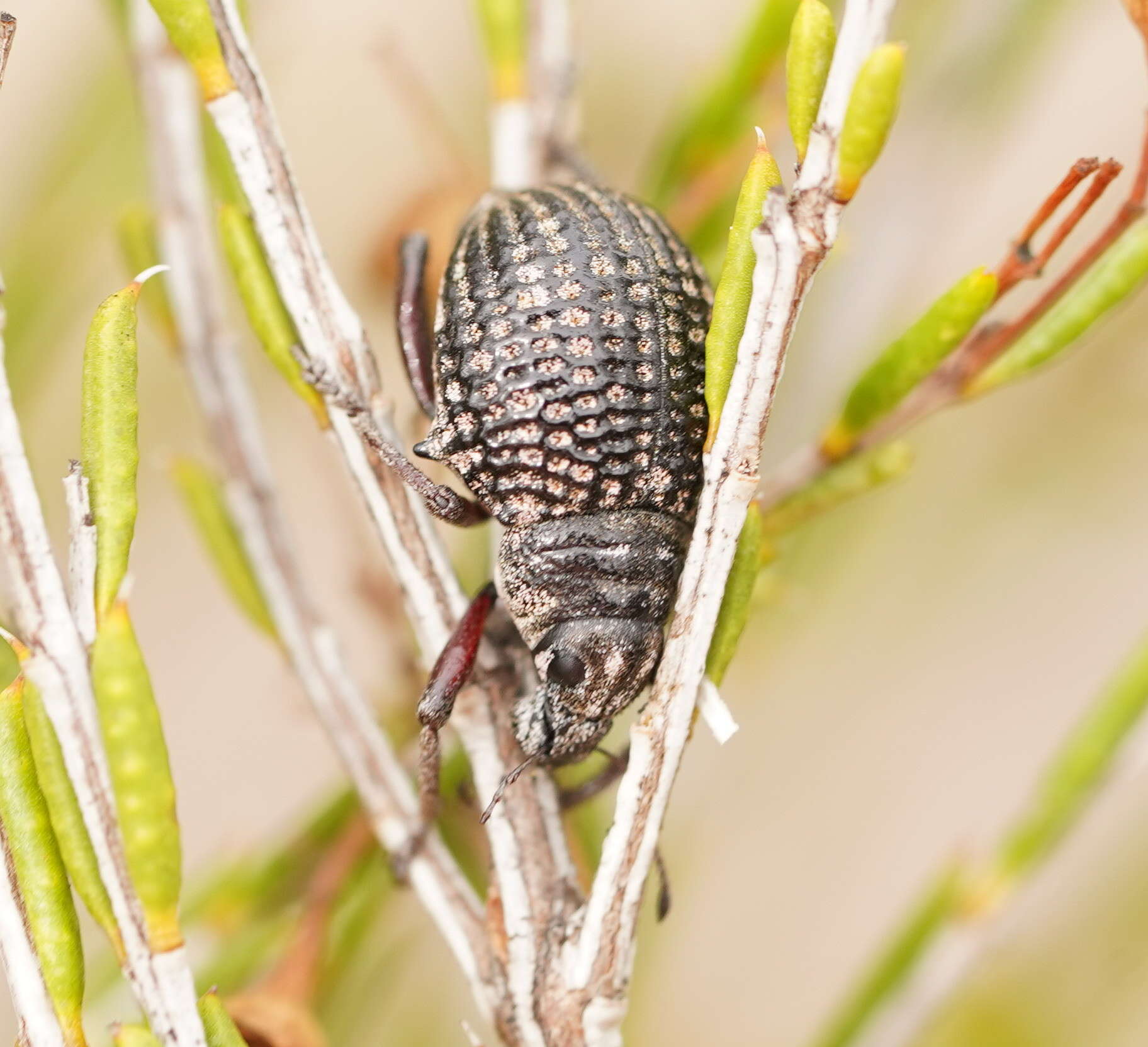 Image of Catasarcus transversalis Germar 1848