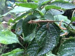 Image of Blotchbelly Anole