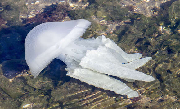 Image of Jelly Blubber