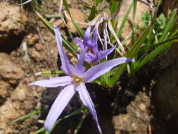 Image of Black-stick lily