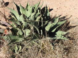 Image of Agave durangensis Gentry