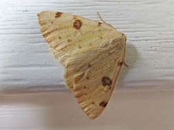 Image of Sulphur Moth