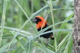 Image of Black-winged Bishop