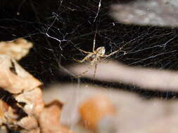 Image of Steatoda castanea (Clerck 1757)