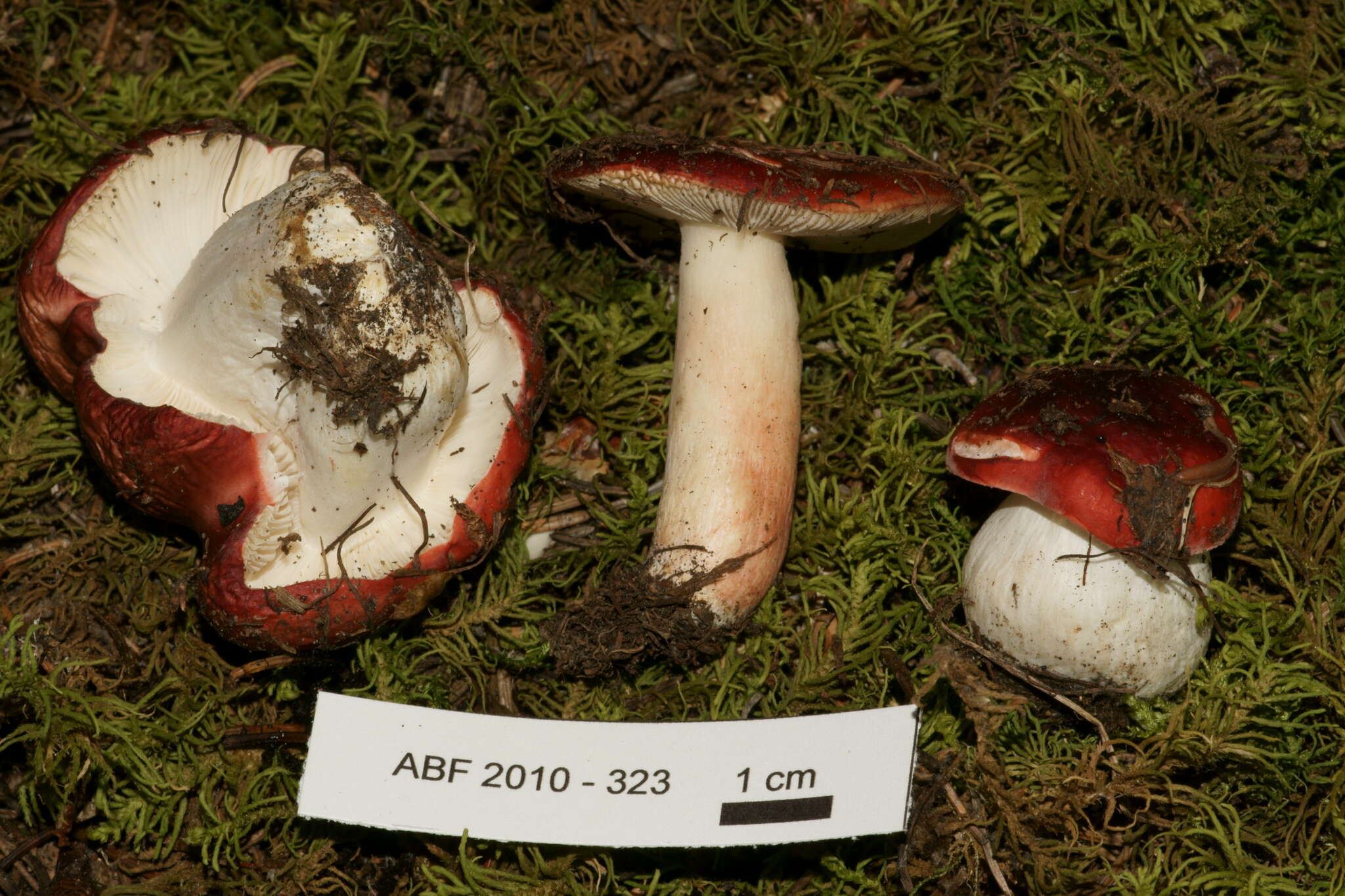 Image of Russula silvicola Shaffer 1975