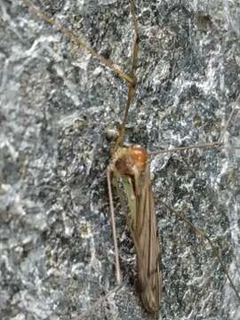 Image of Dicranomyia (Zelandoglochina) crassipes Edwards 1923