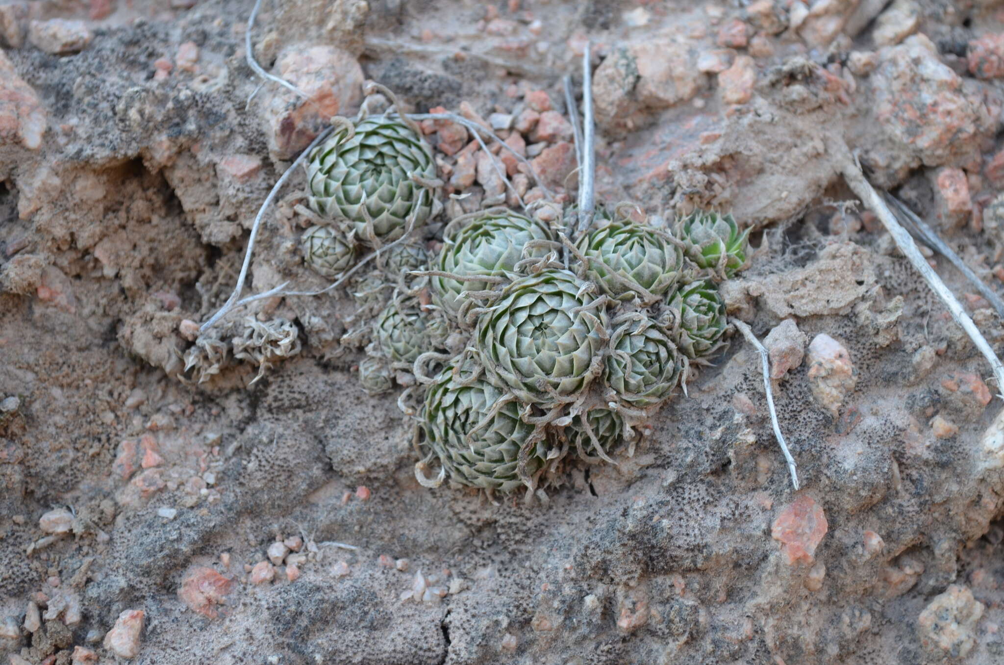 Image de Orostachys thyrsiflora (DC.) Fisch. ex Sweet