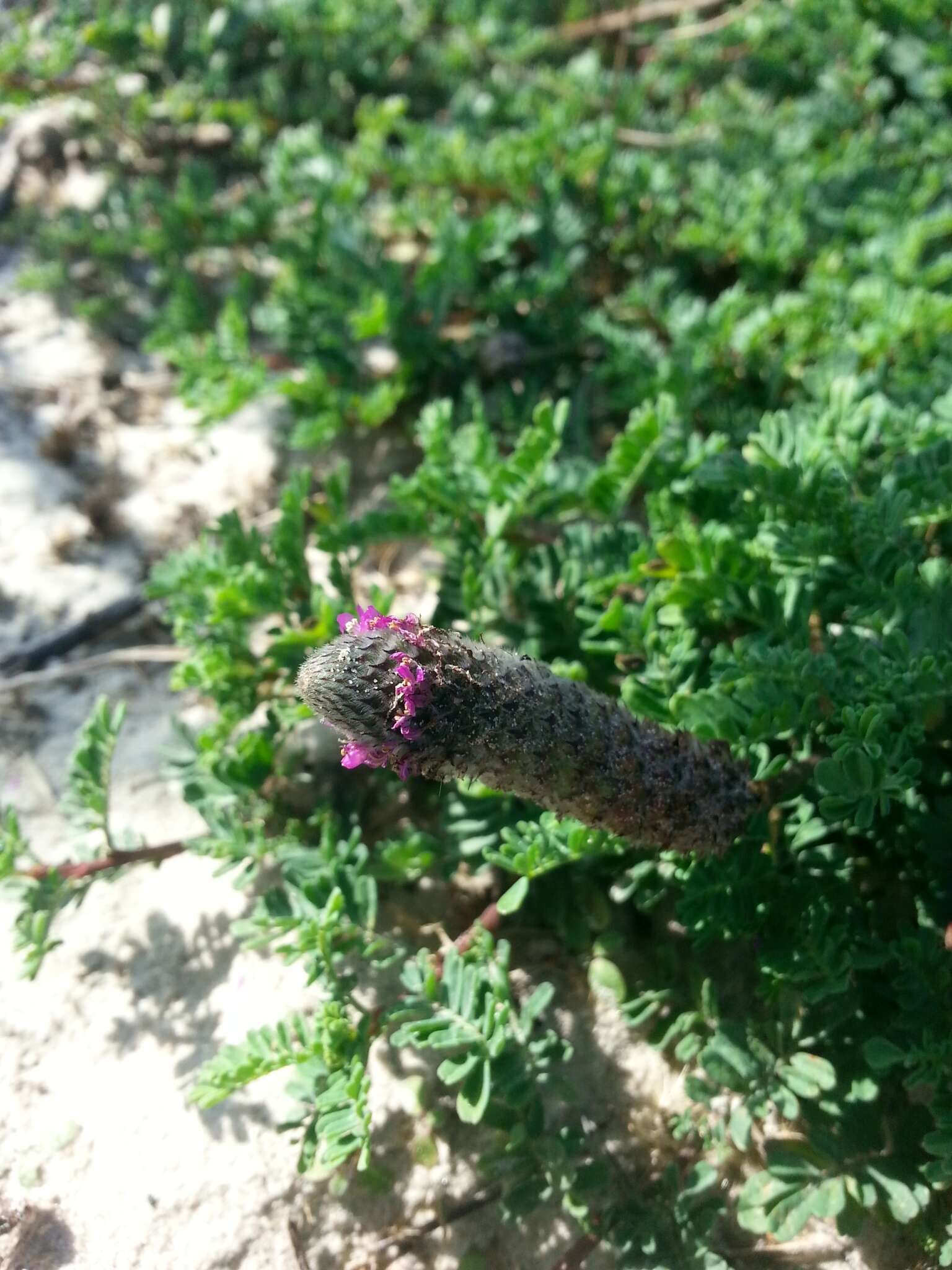 Sivun Dalea emarginata (Torr. & A. Gray) Shinners kuva