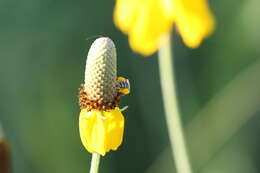 Imagem de Perdita albipennis Cresson 1868