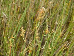 Image of Neosparton aphyllum (Gillies & Hook.) Kuntze