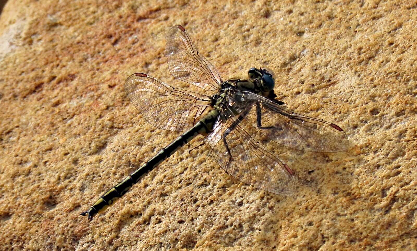 Image of Pronged Clubtail