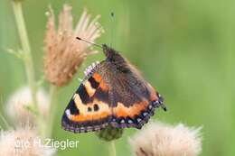 Imagem de <i>Aglais ladakensis</i>