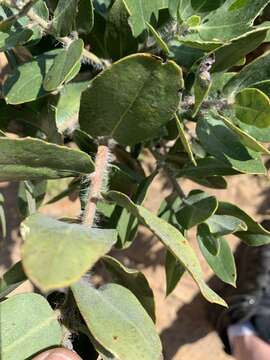 Image of brittleleaf manzanita