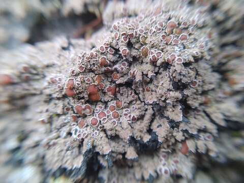 Image of Rimmed shingle lichen