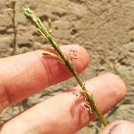 Image de Oenothera hexandra (Sesse & Moc. ex Ortega) W. L. Wagner & Hoch