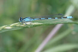 Image of Alkali Bluet