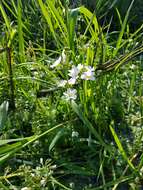 Image of Featherfoil