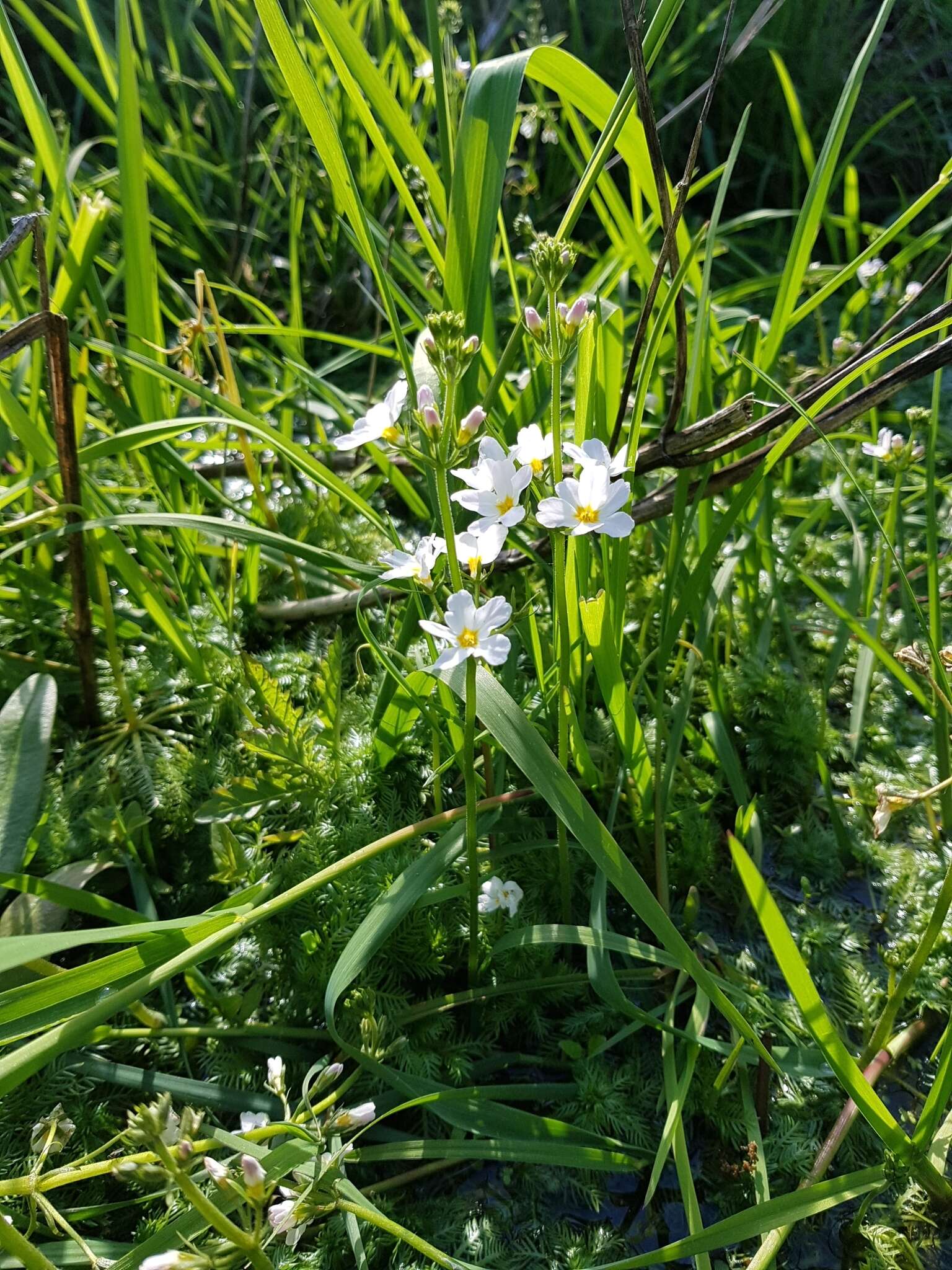 Image of Featherfoil