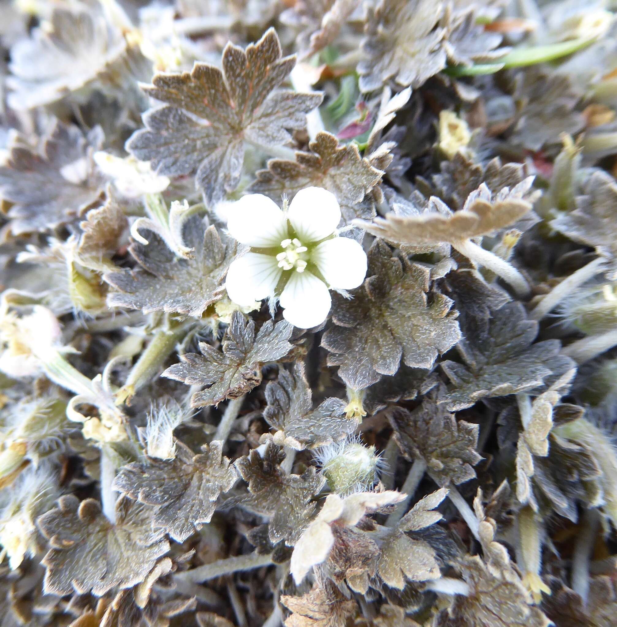 Imagem de Geranium brevicaule Hook.