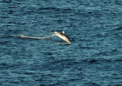 Image de Dauphin Tacheté De L'Atlantique