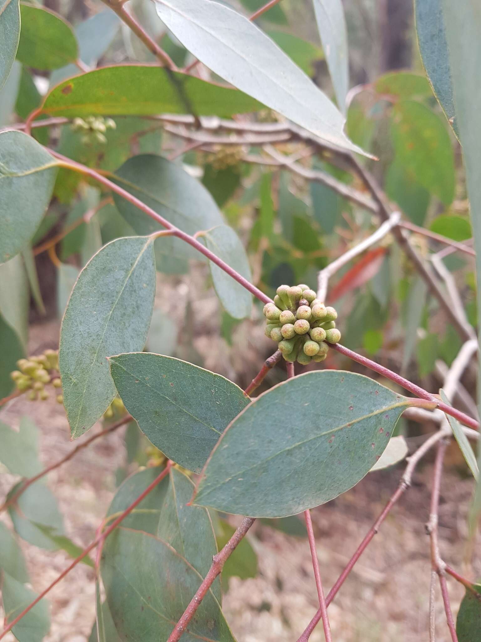 Image of broadleaf peppermint gum