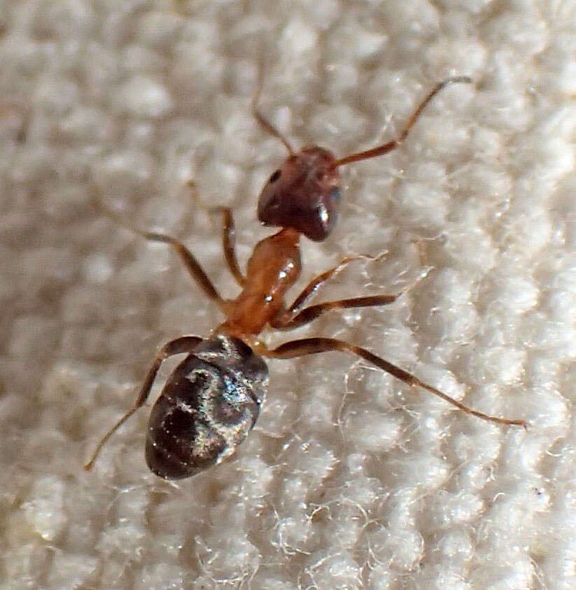 Image of Velvety Tree Ant