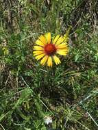 Image of Common perennial gaillardia