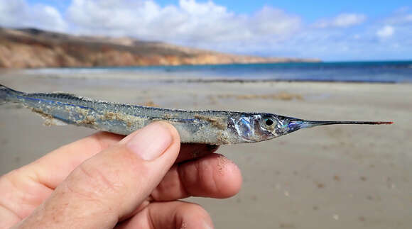 Image of Dusky sea garfish