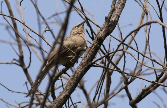 Image of Large Grey Babbler