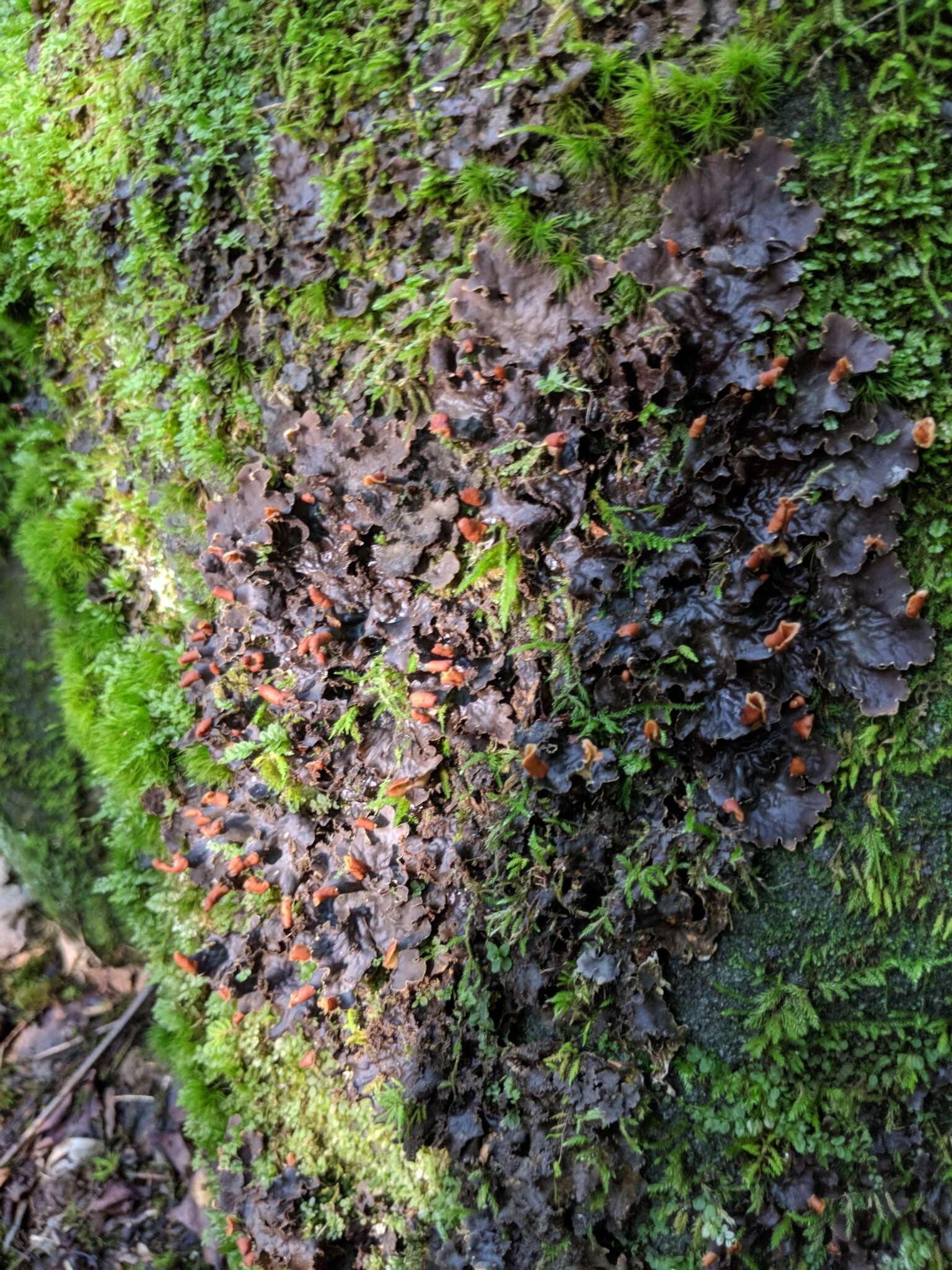 Image of felt lichen