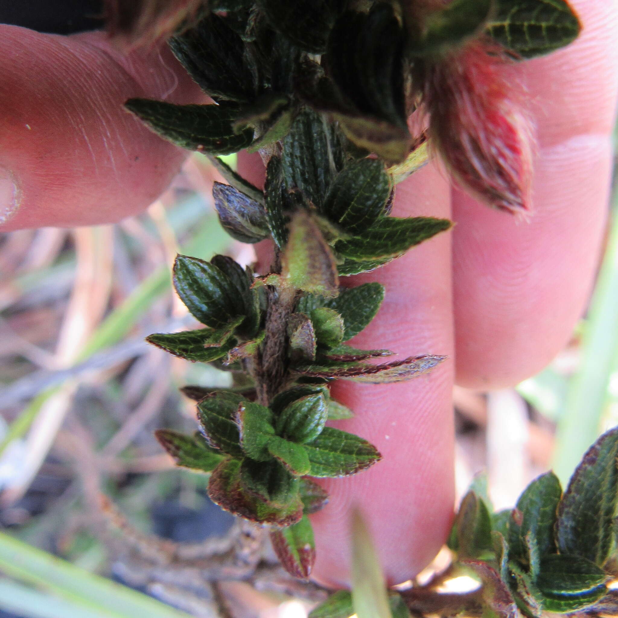 Image de Brachyotum strigosum (L. fil.) Triana