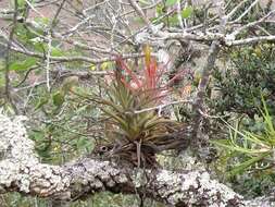 Image of Tillandsia concolor L. B. Sm.