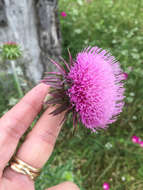 Image of Musk Thistle