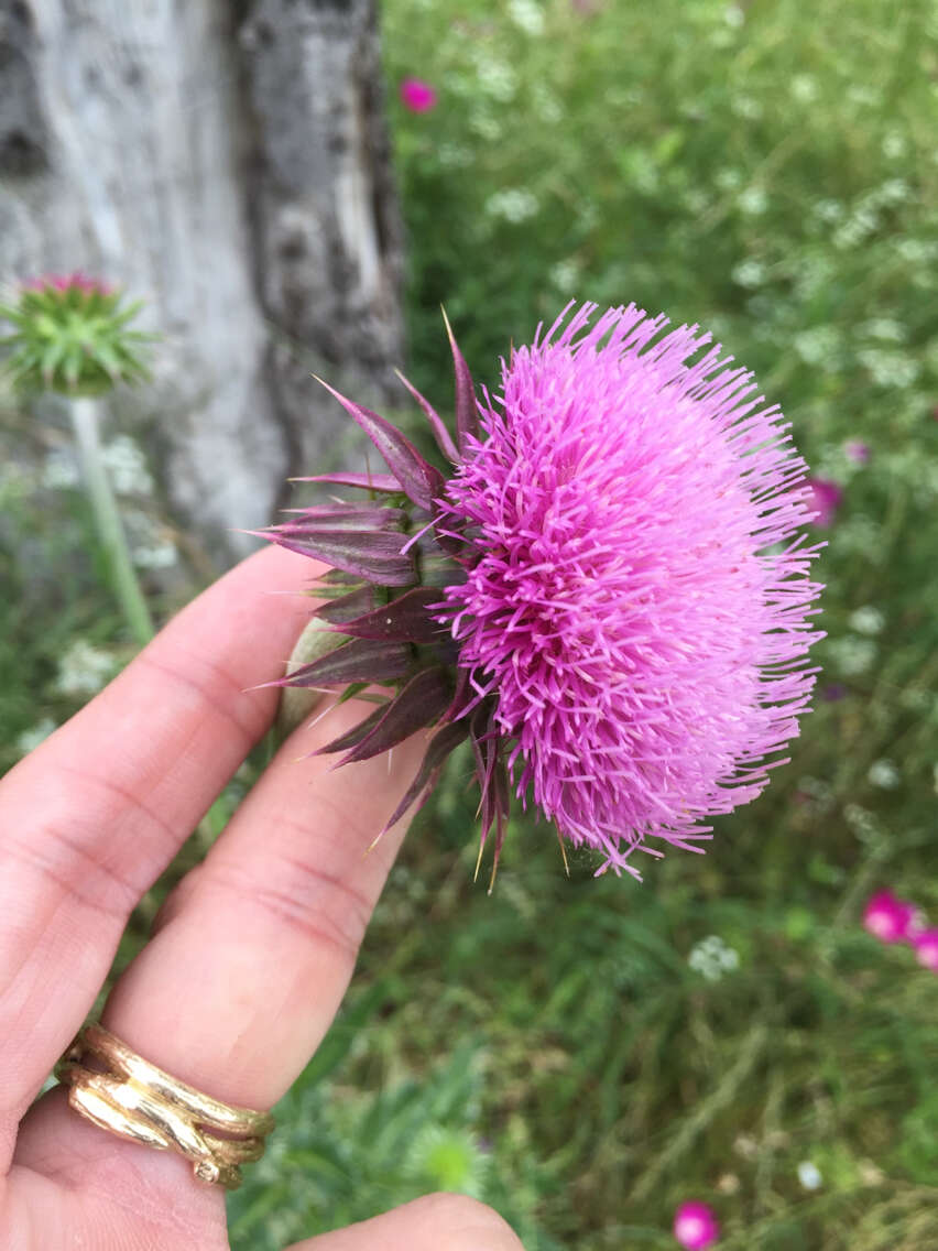 Image of Musk Thistle