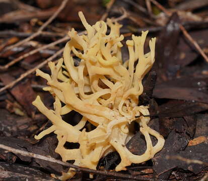 Ramaria watlingii R. H. Petersen 1989 resmi