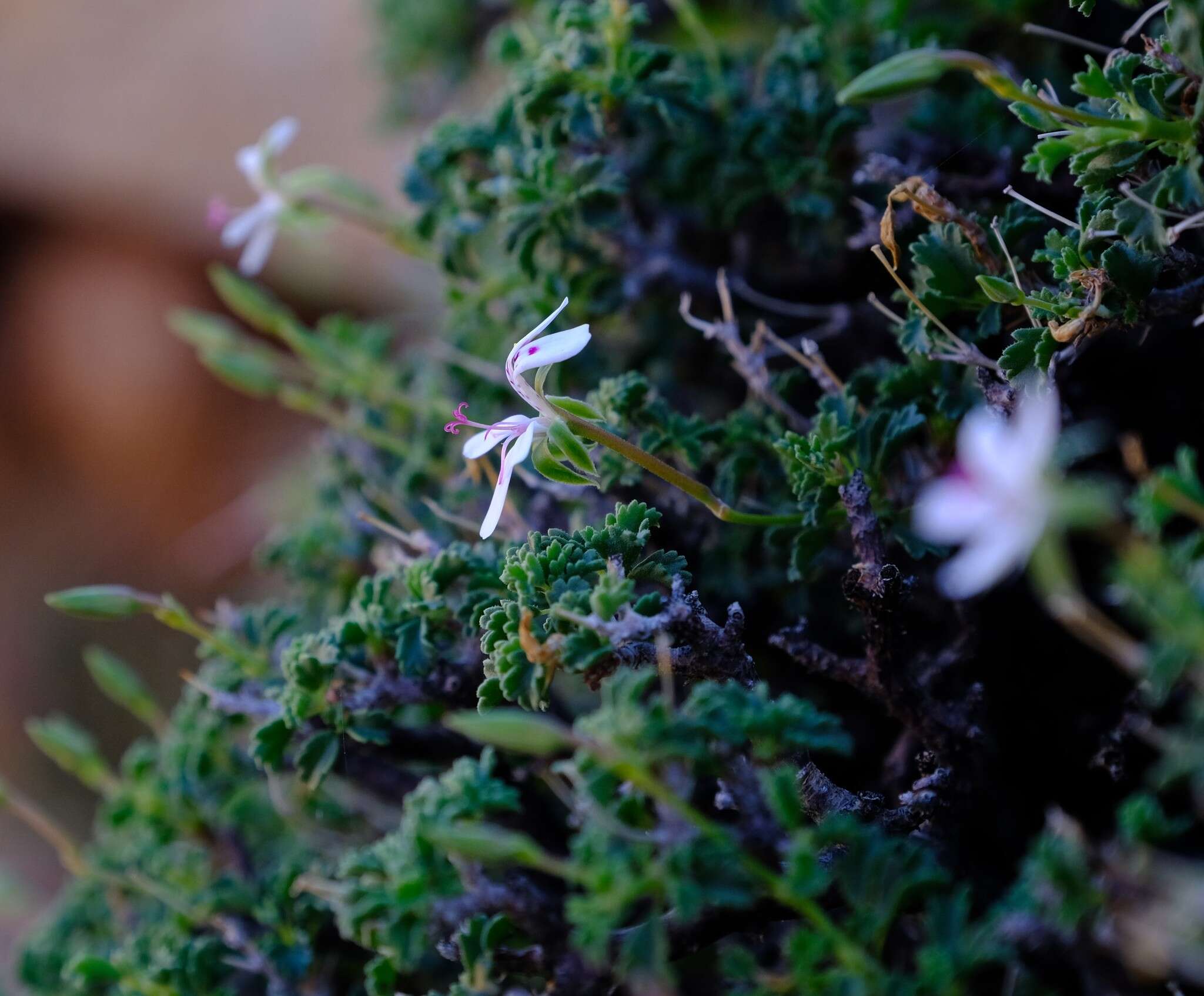 Imagem de Pelargonium xerophyton Schltr. ex Knuth