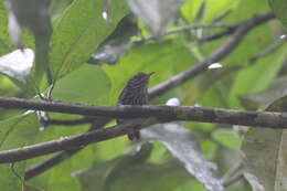 Image of Stripe-breasted Wren