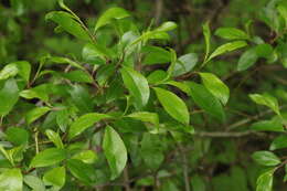 Image of tea-leaved willow