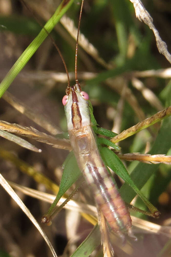 Слика од Conocephalus (Conocephalus) doryphorus (Karny 1907)