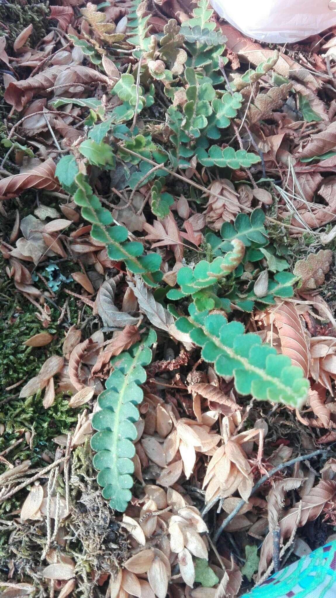 Plancia ëd Asplenium ceterach L.