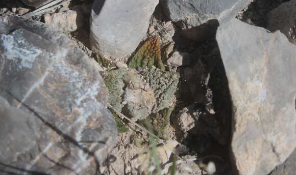 Ariocarpus bravoanus H. M. Hern. & E. F. Anderson resmi