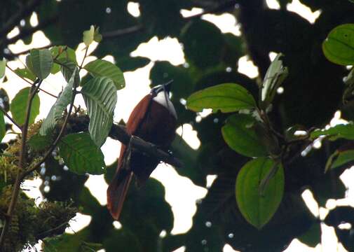 Image of Three-wattled Bellbird