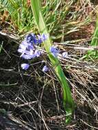 Image of Scilla monophyllos Link