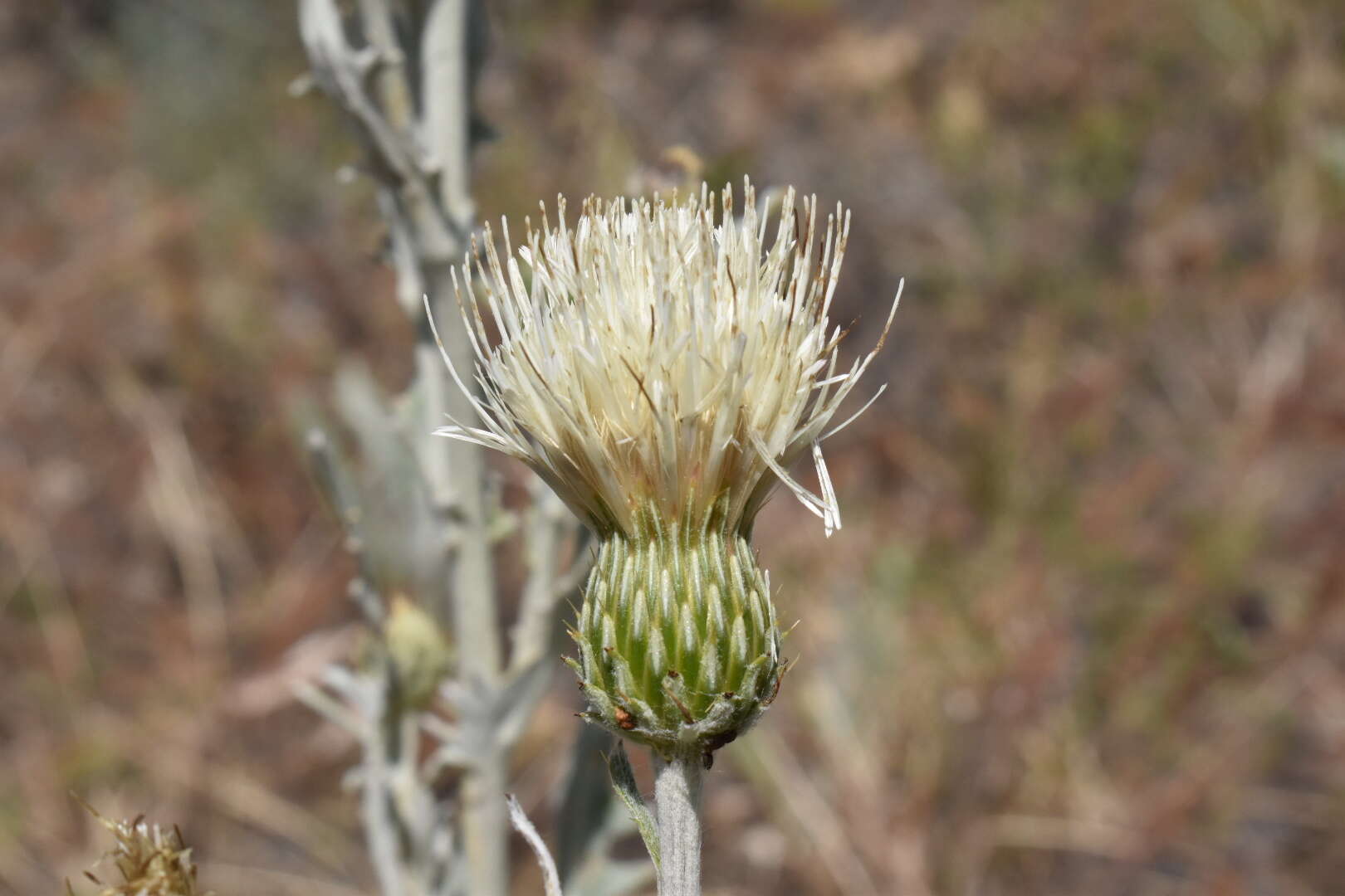 Cirsium ciliolatum (Henderson) J. T. Howell的圖片