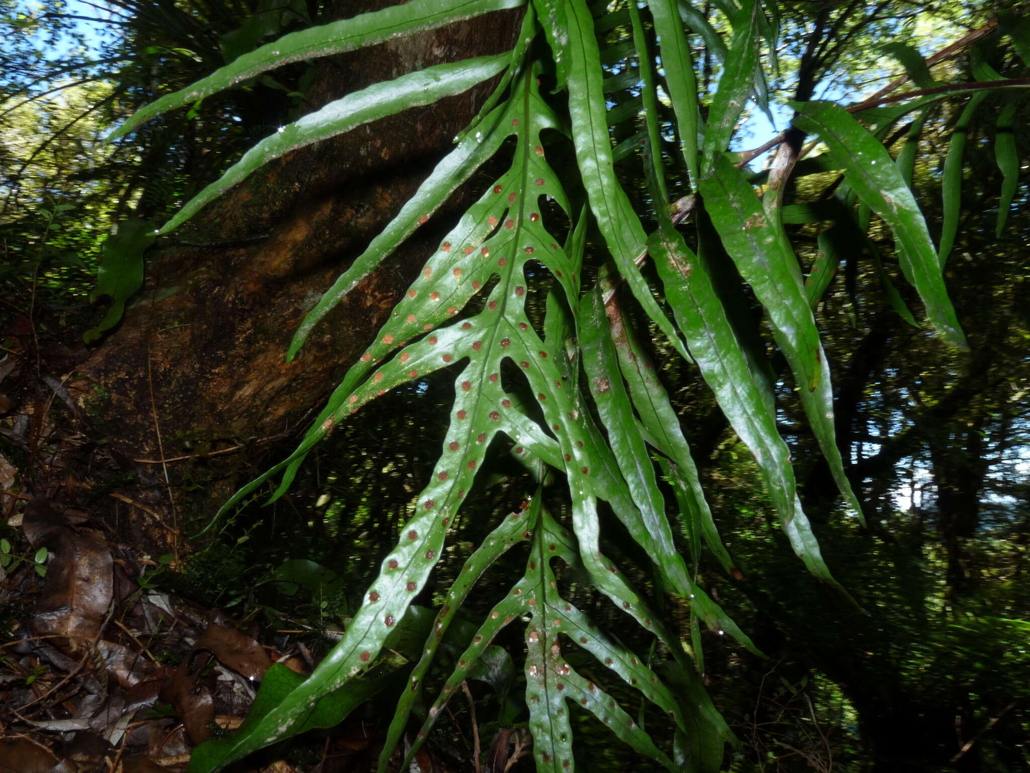 Phymatosorus novae-zealandiae (Bak.) Pic. Serm.的圖片