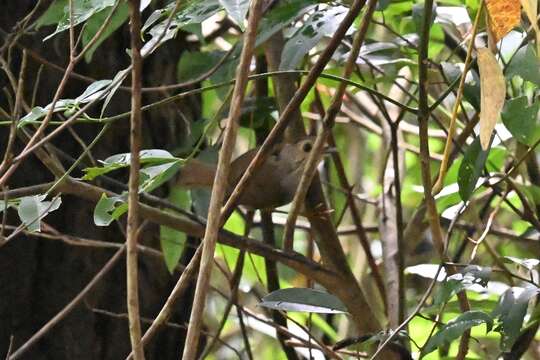 Image of Dusky Fulvetta