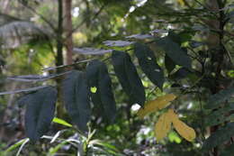 Dysoxylum mollissimum subsp. molle (Miq.) D. J. Mabberley的圖片