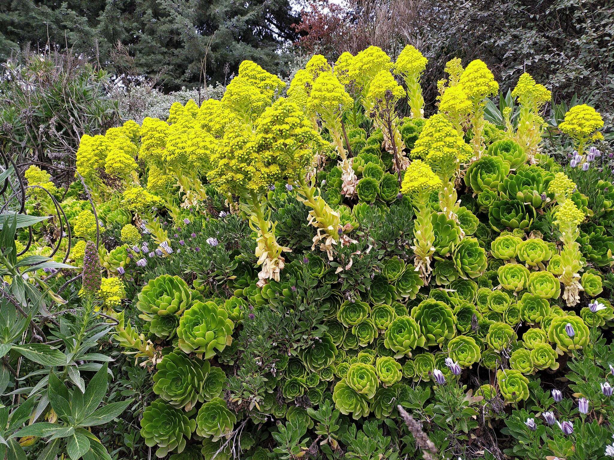 Image of tree aenium